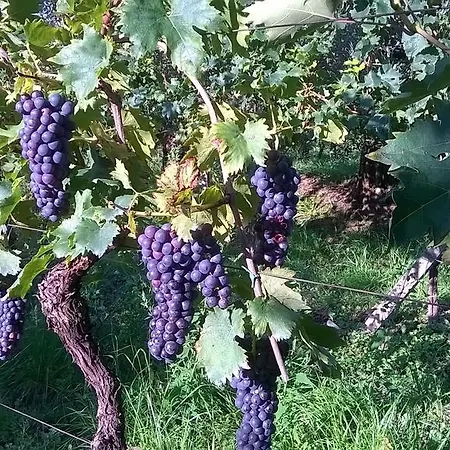 Bio Vivere La לינה וארוחת בוקר *